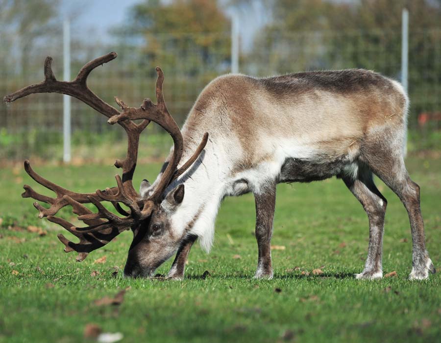 Our reindeer friends are back at Colchester Zoo!
