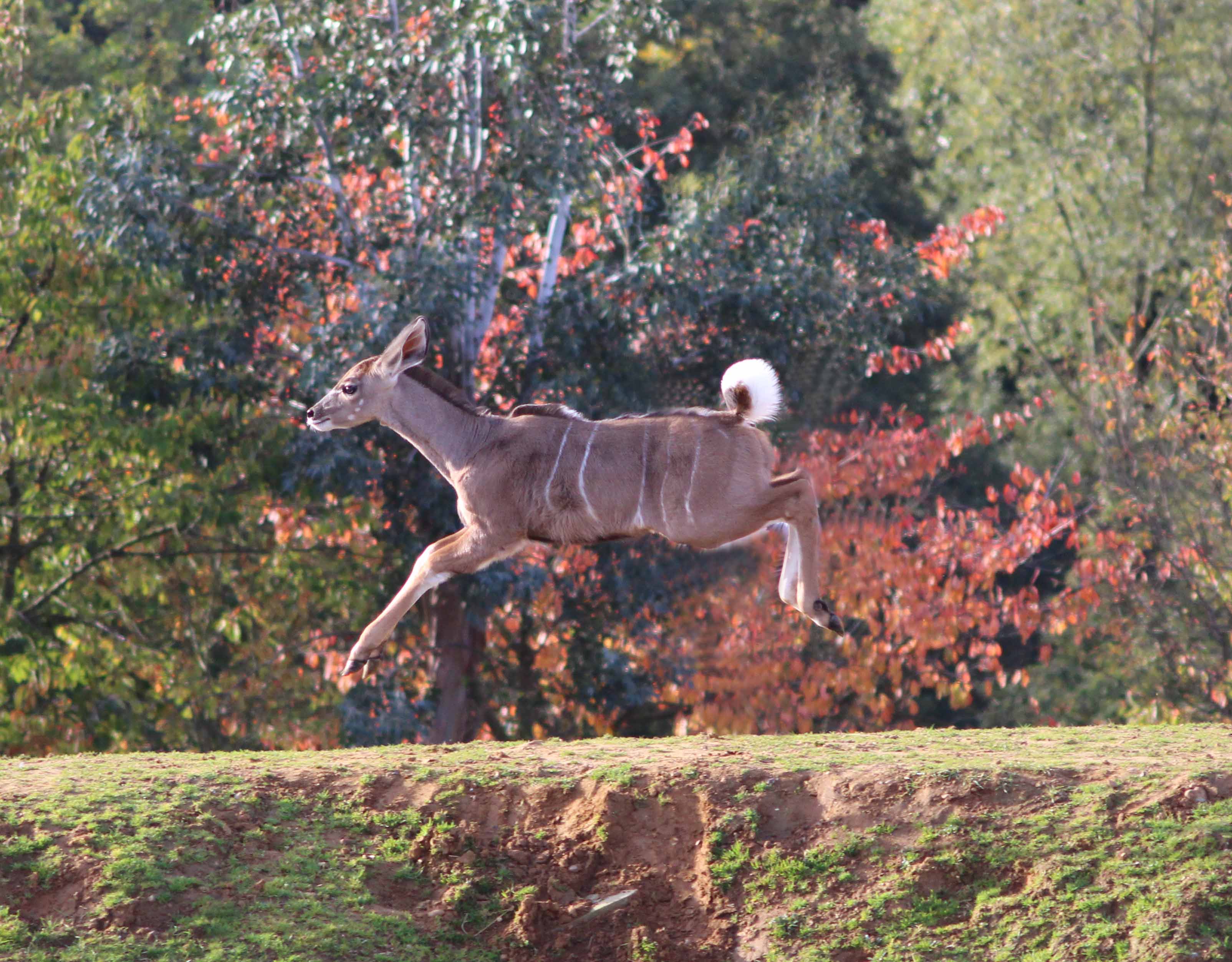 Our kudu calf has a spring in his step!