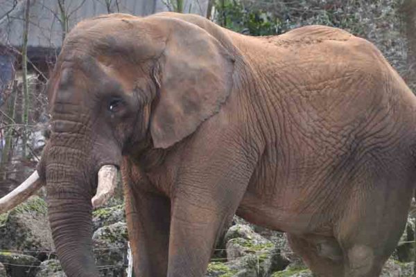 Ground-breaking Dental Procedure for African Elephant, Tembo