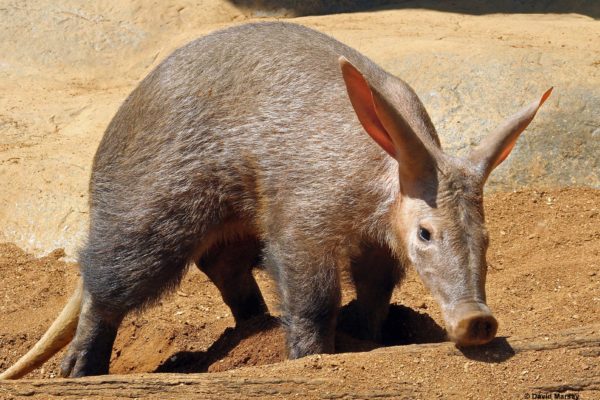 Aardvark  (Orycteropus afer)