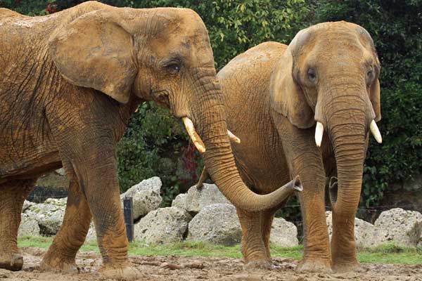 Meet the Elephants