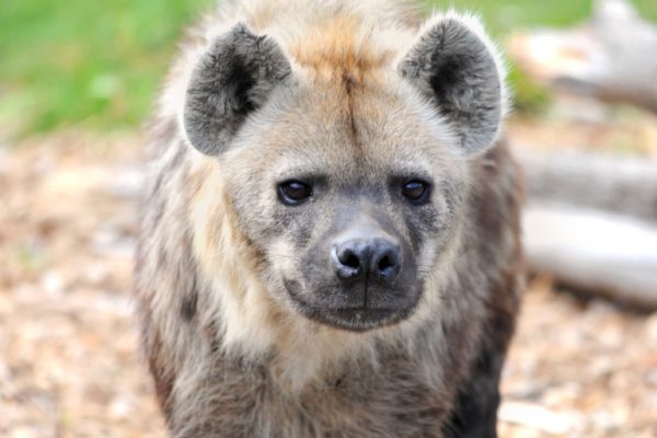 Meet the spotted hyena