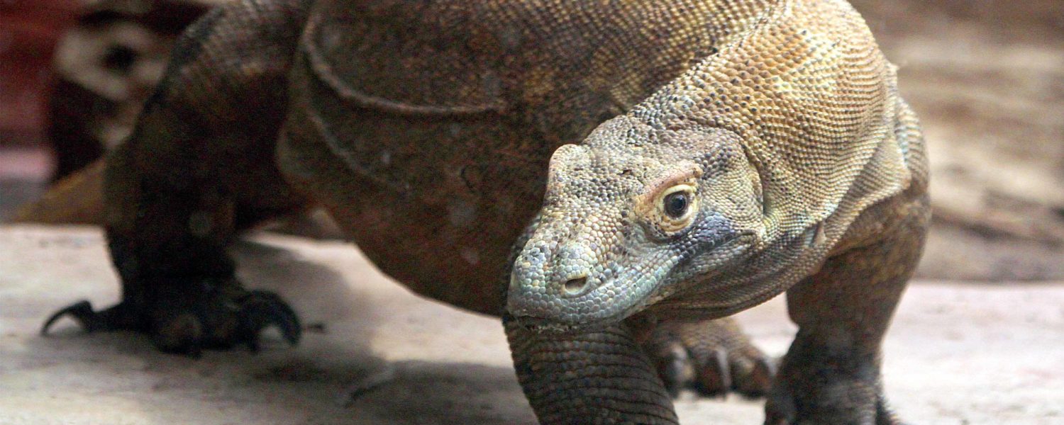 Meet the Komodo Dragon