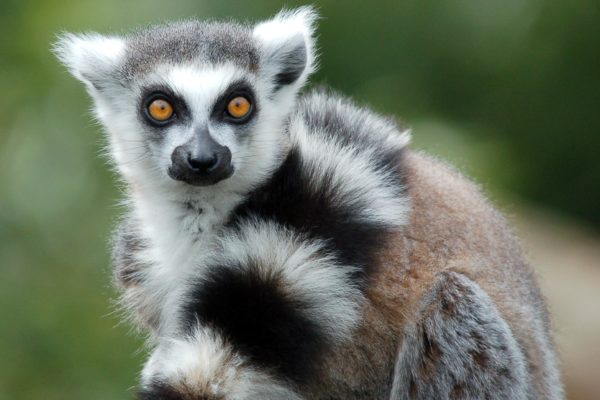 Meet the Lemurs