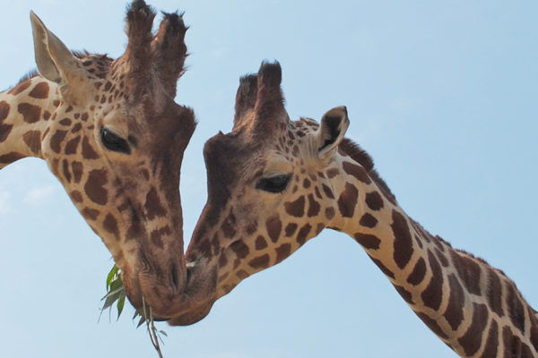 Meet the Giraffes