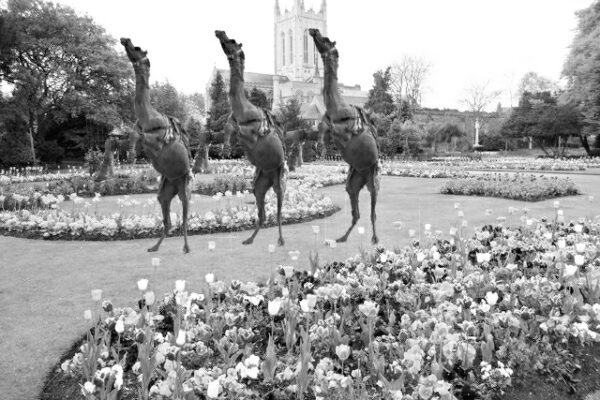 Performing Camels in the Abbey Gardens